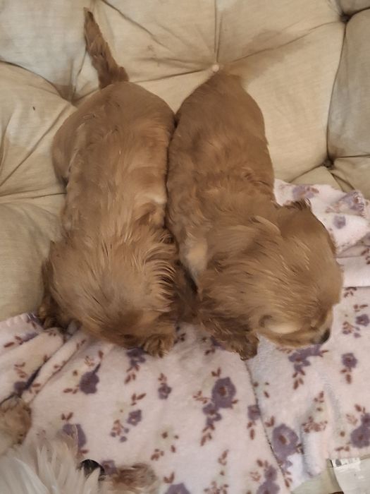 Cocker spaniel złoty piesek