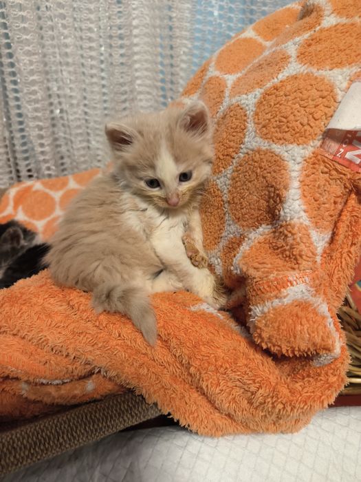 Котята в хорошую семью, 3 мальчика 1 девочка.