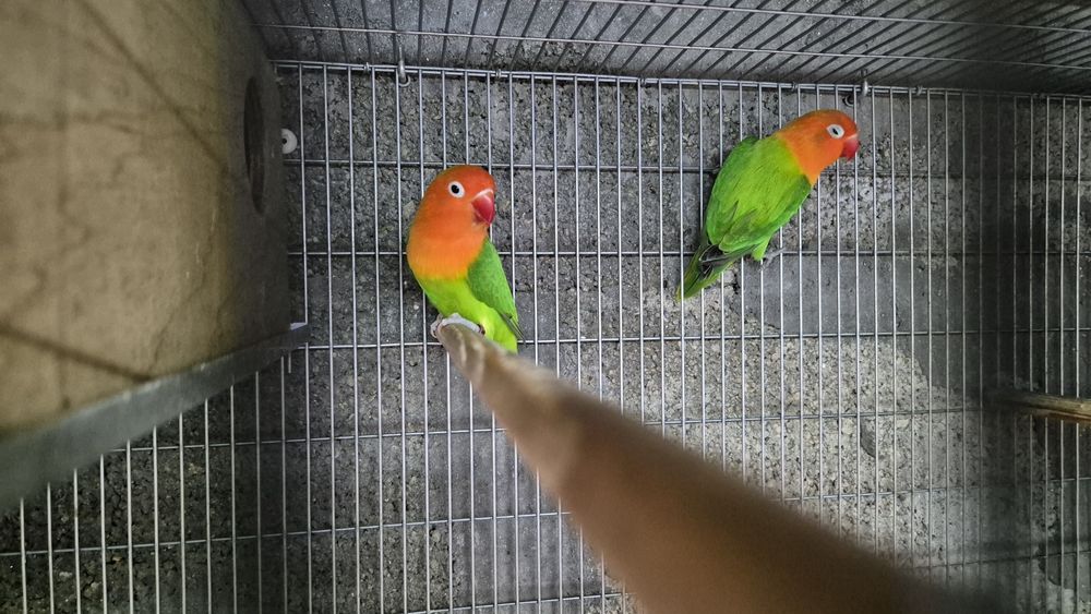 Agapornis opalino verde