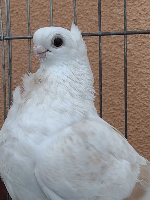 Mewa samczyki z 25 roku