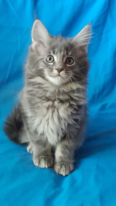 Шикарна дівчінка мейн кун.