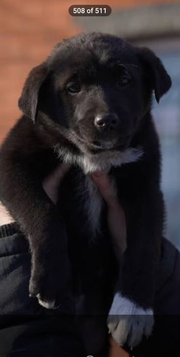 дівчинка безкоштовно