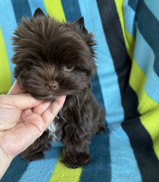 Piesek choco york, czekoladowy, cudny , wyjątkowy