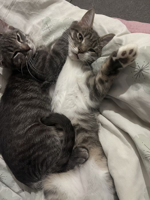 Котики в хорошие руки , кошенята в люблячі руки