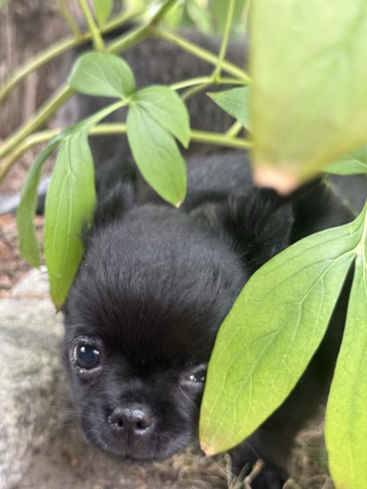 Piekny czarny  piesek chihuahua ZKwP FCI
