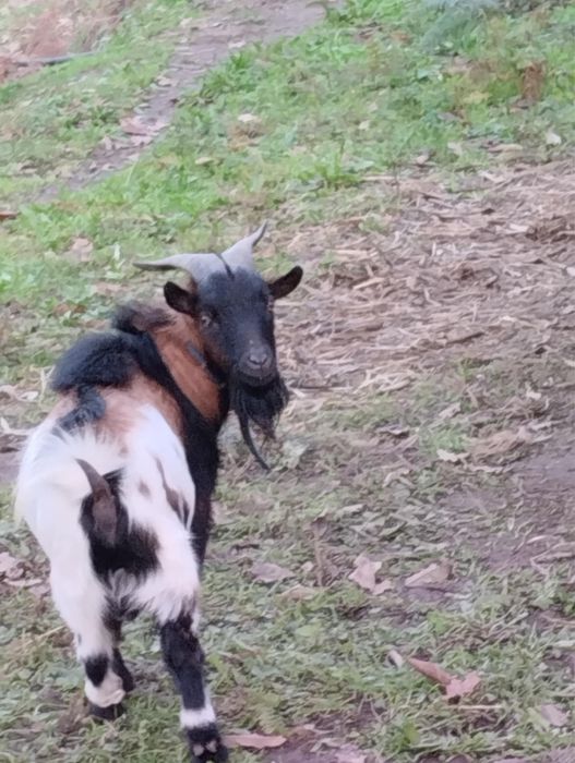 Cabrito anão macho.