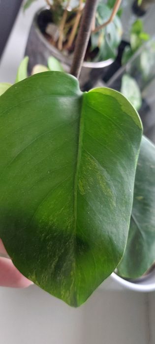 Monstera Marmorata