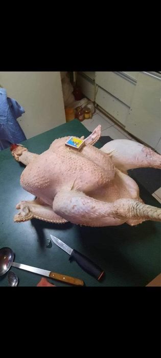 Бройлерні індики БІГ-6 (Словенія)