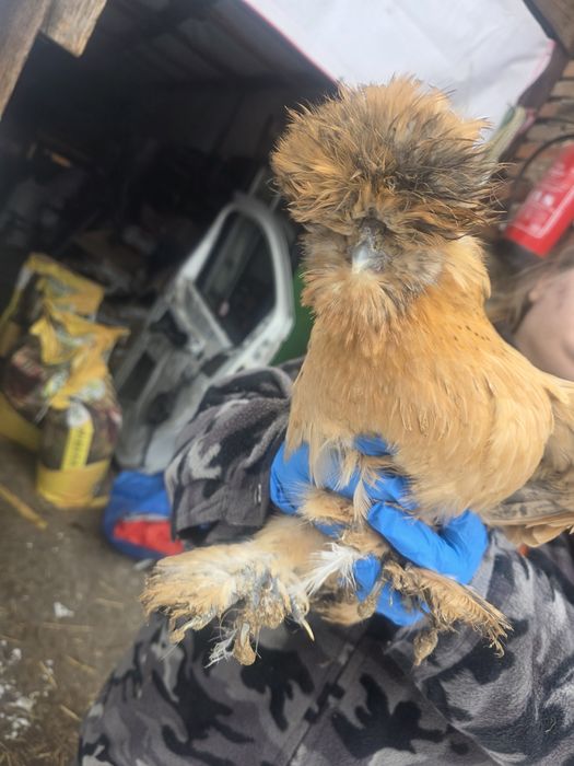 Kury rosy kury silki kury araukany naturalne ekologiczne kury