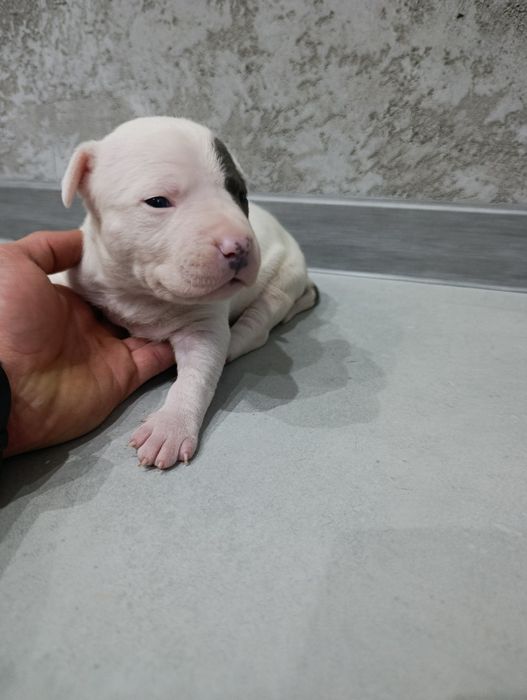 American staffordshire terrier amstaff