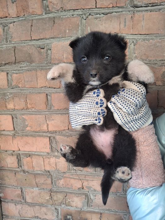 Віддаємо цуциків хлопчик і дівчатка