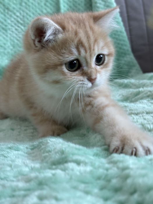 Chłopczyk brytyjski