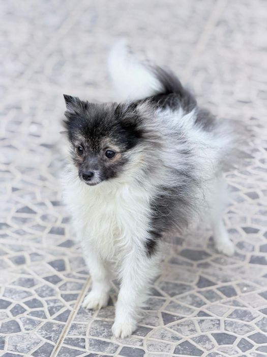 Spitz Anão miniatura