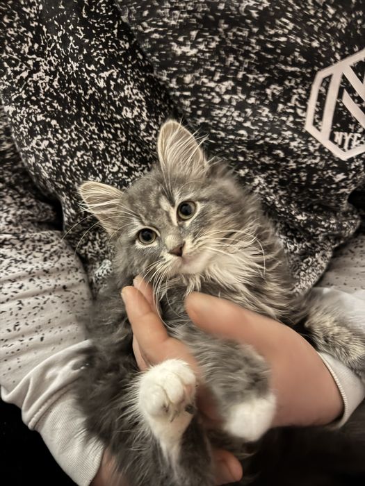 Віддам в добрі руки