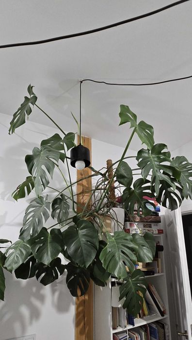 Monstera deliciosa - spory zdrowy okaz