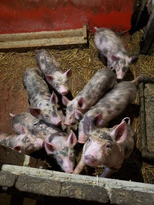 Поросята срочно мясо сальні