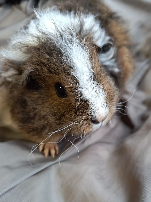 Можлива доставка морські св