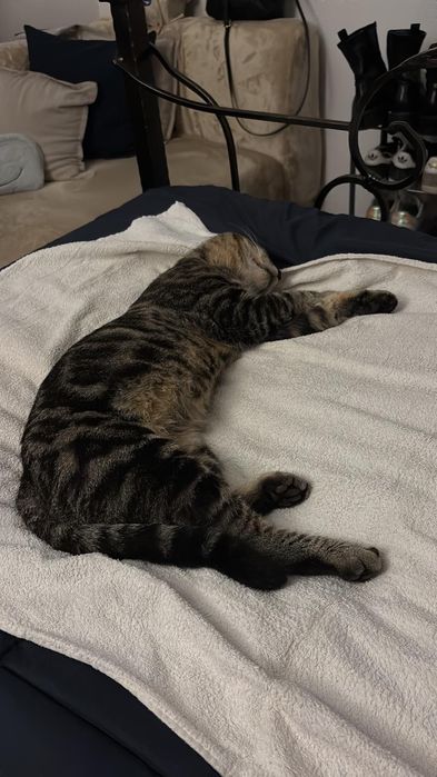 Gatinho para adoção responsável