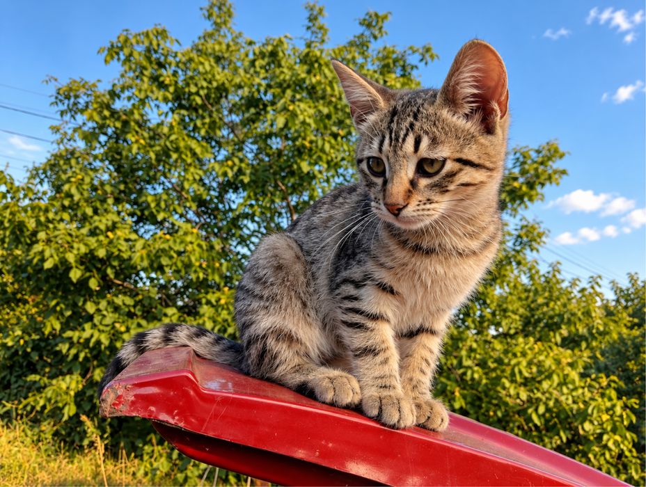 Котята, котики, коты