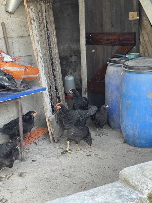 Galos australorp