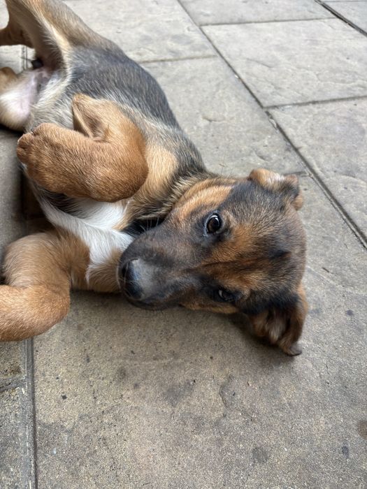 ODDAM Suke szczeniak