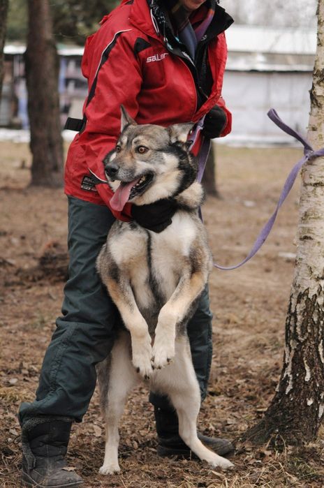 Волкособ.Настоящая собака для настоящего хозяина