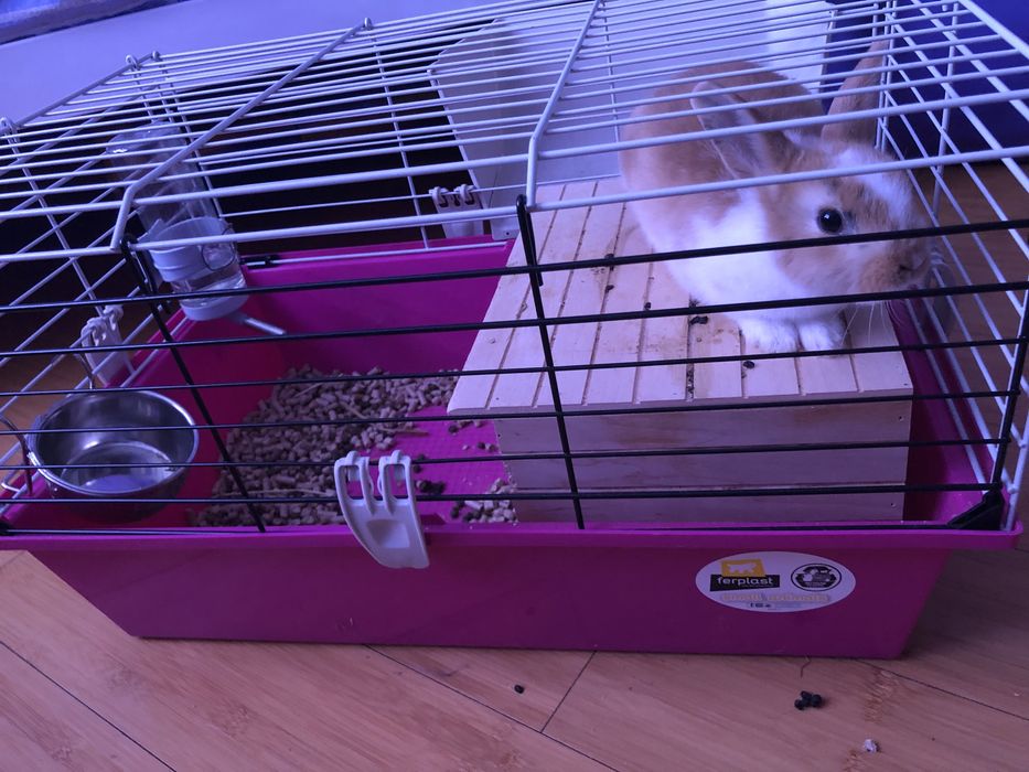 Декоративний кролик