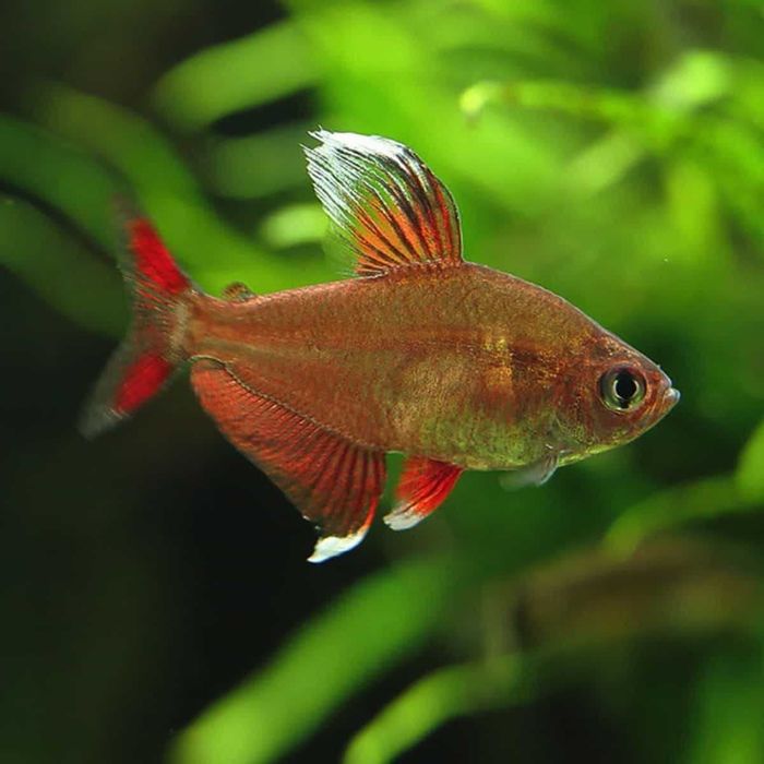 Bystrzyk ozdobny odmiana WHITE FIN - Hyphessobrycon ornatus - dowóz