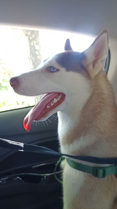 Doação Husky Siberiano