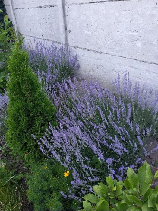 Лаванда вузьколиста англійська саджанці, лаванда саженцы