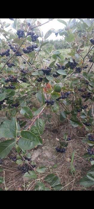 Aronia od rolnika paczka 10kg, zrywna na zamówienie wysyłka Inpost