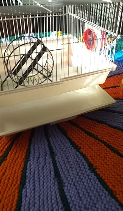 Klatka dla myszki, chomika
