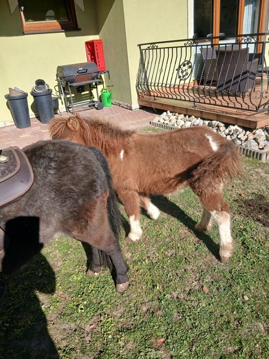 Sprzedam kucyki. Kaszów • OLX.pl