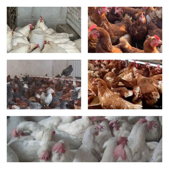 Продам кури несушки! Доставка безкоштовна. Недригайлів!