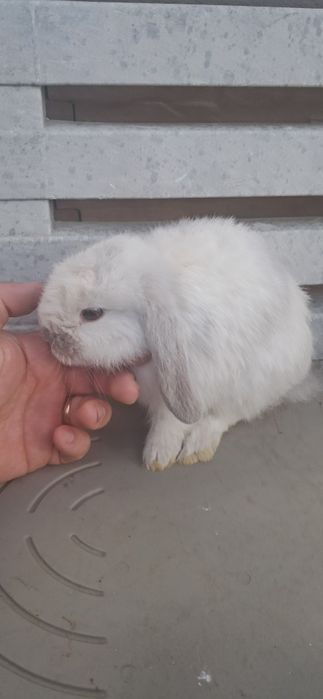 Coelhinhos anões disponíveis várias raças