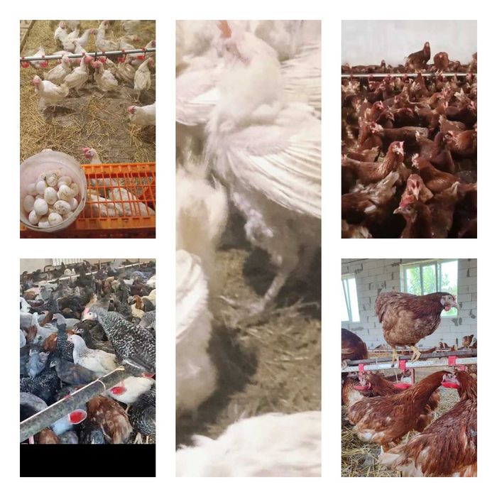Продам кури несушки! Доставка безкоштовна. Кременчук!
