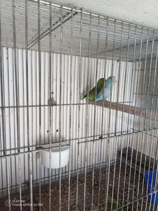 Vendo red rumper e casal de forpus