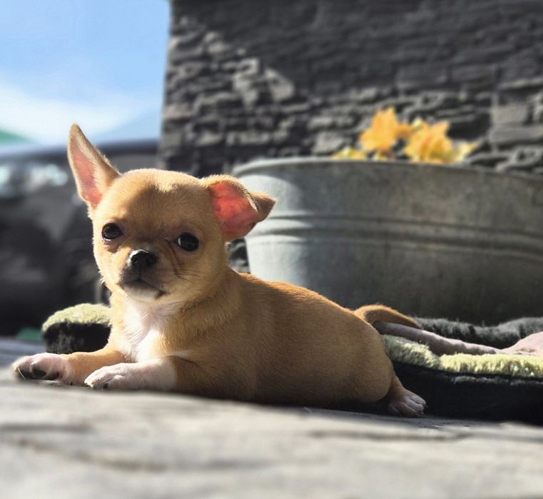 Szczenięta Chihuahua uroczy samiec gotowy do odbioru