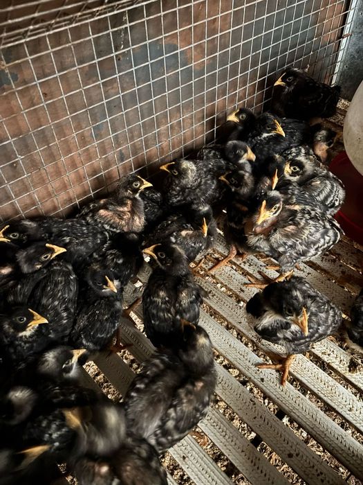 Galinhas e Galos  Pedres Portugues