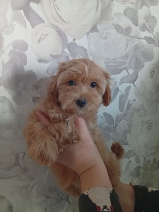 Мальтіпу дівчинка.