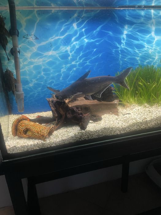 Sum rekini Pangasianodon hypophthalmus