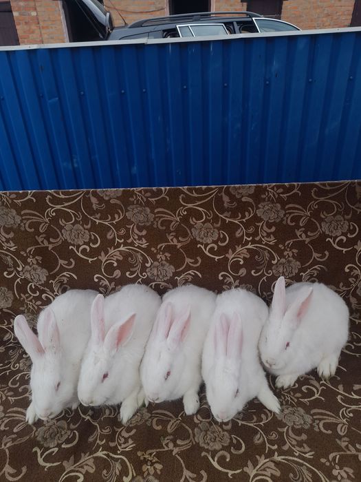 Продам кроликів термонці