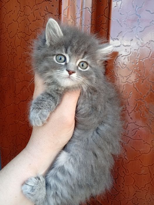 Котята Сибирские