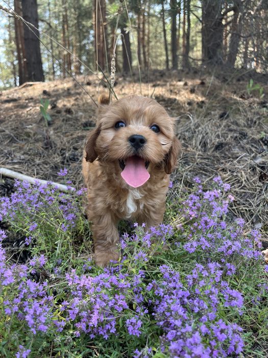 Кавапу (Cavapoo) хлопчик
