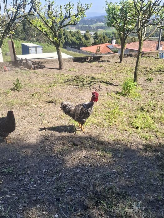 Ovos pedrês portuguesa para incubação - Dúzia 15€