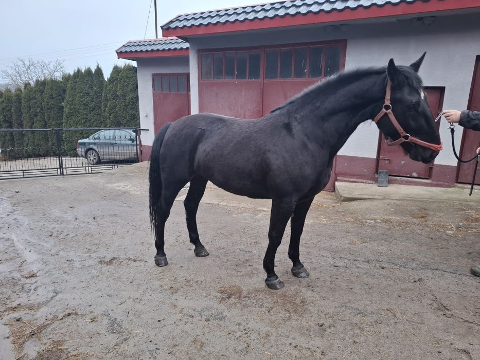 Klacz śląska programowa