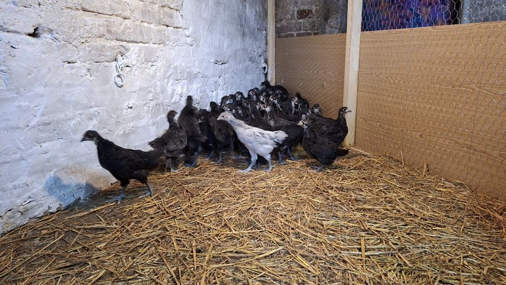 Mlode koguty Australorp czarny, niebieski