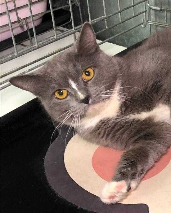 Ніжний котик Серко із зеленими очима та сріблясто-блакитною шубкою