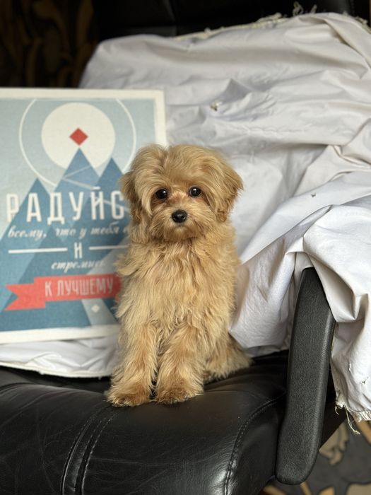 Мікро міні дівчинка мальтіпу карамель до 2 кг с дорослому віці