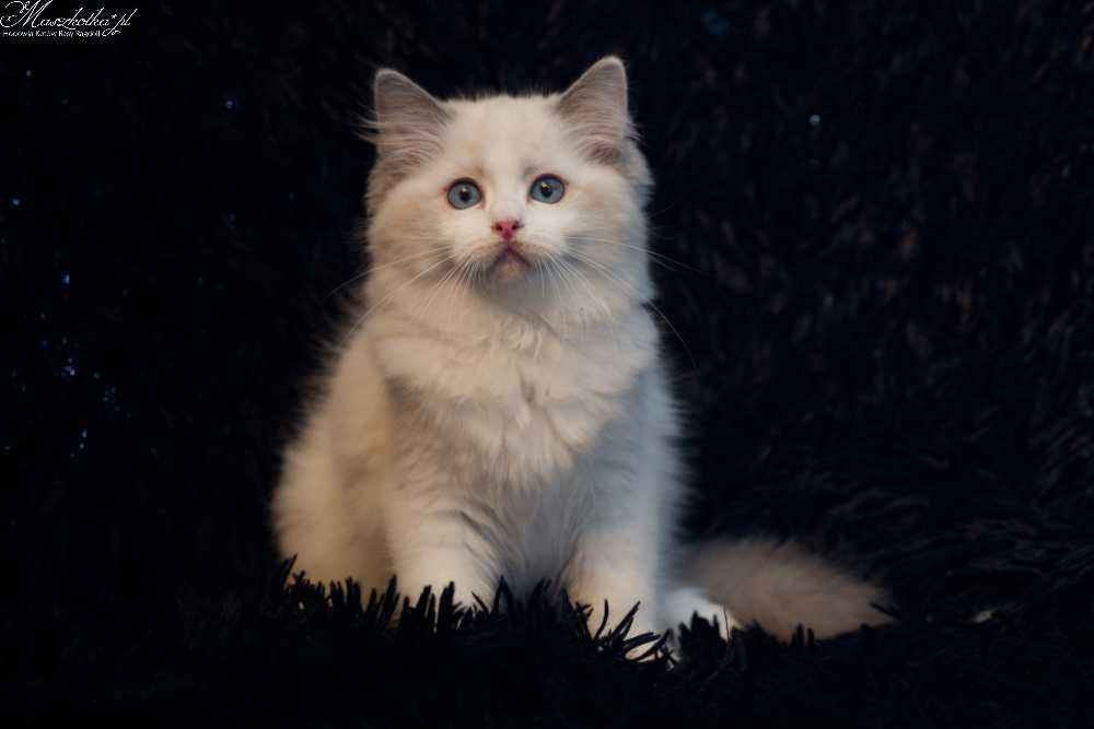 Ragdoll, śliczny kocurek blue bicolor z rodowodem FPL